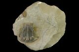 Excellent Cyphaspides Trilobite - Jorf, Morocco #131327-1